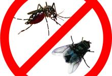 Các Biện Pháp Tự Nhiên Để Đuổi Côn Trùng Trong Nhà Hiệu Quả